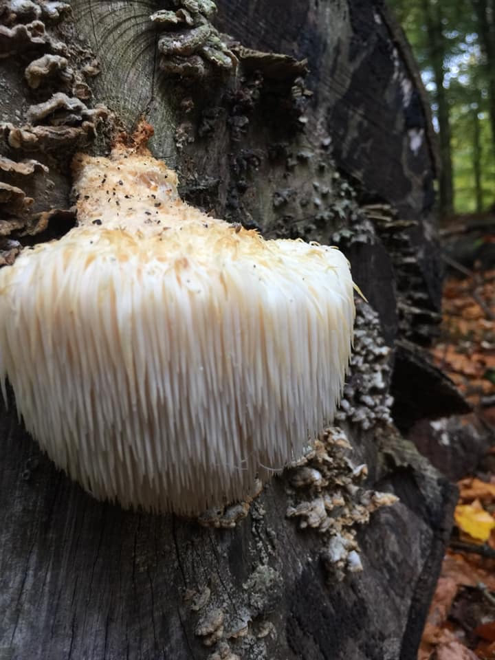 Igelkottstaggsvamp (Lions Mane) - Snabbväxande mycel (Hericium erinaceus) Snabbväxande mycel Min butik