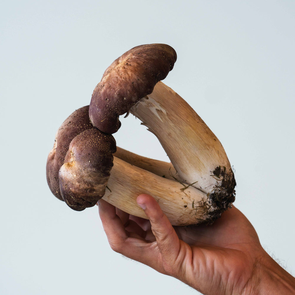 Jättekragskivling (Stropharia rugoso-annulata) - Grain Spawn 1-5 kg Grain Spawn Min butik