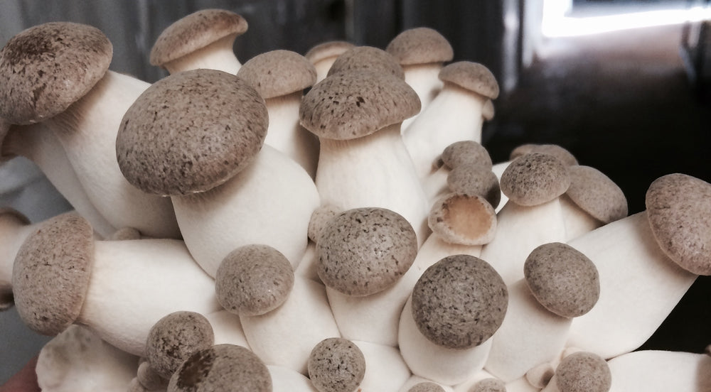 Kungsmussling (Pleurotus eryngii) - Snabbväxande mycel Snabbväxande mycel Min butik