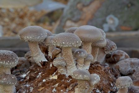 Shiitake - Snabbväxande mycel (Lentinula edodes) Snabbväxande mycel Min butik