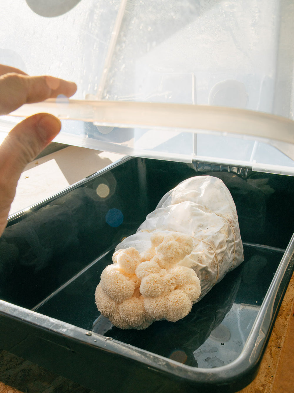 Monotub kit - Drivhuset L Monotub Svamphuset