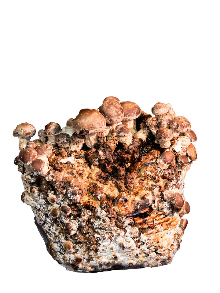 Shiitake - Färdigt odlingsblock (Lentinula edodes) Färdigt Odlingsblock Min butik
