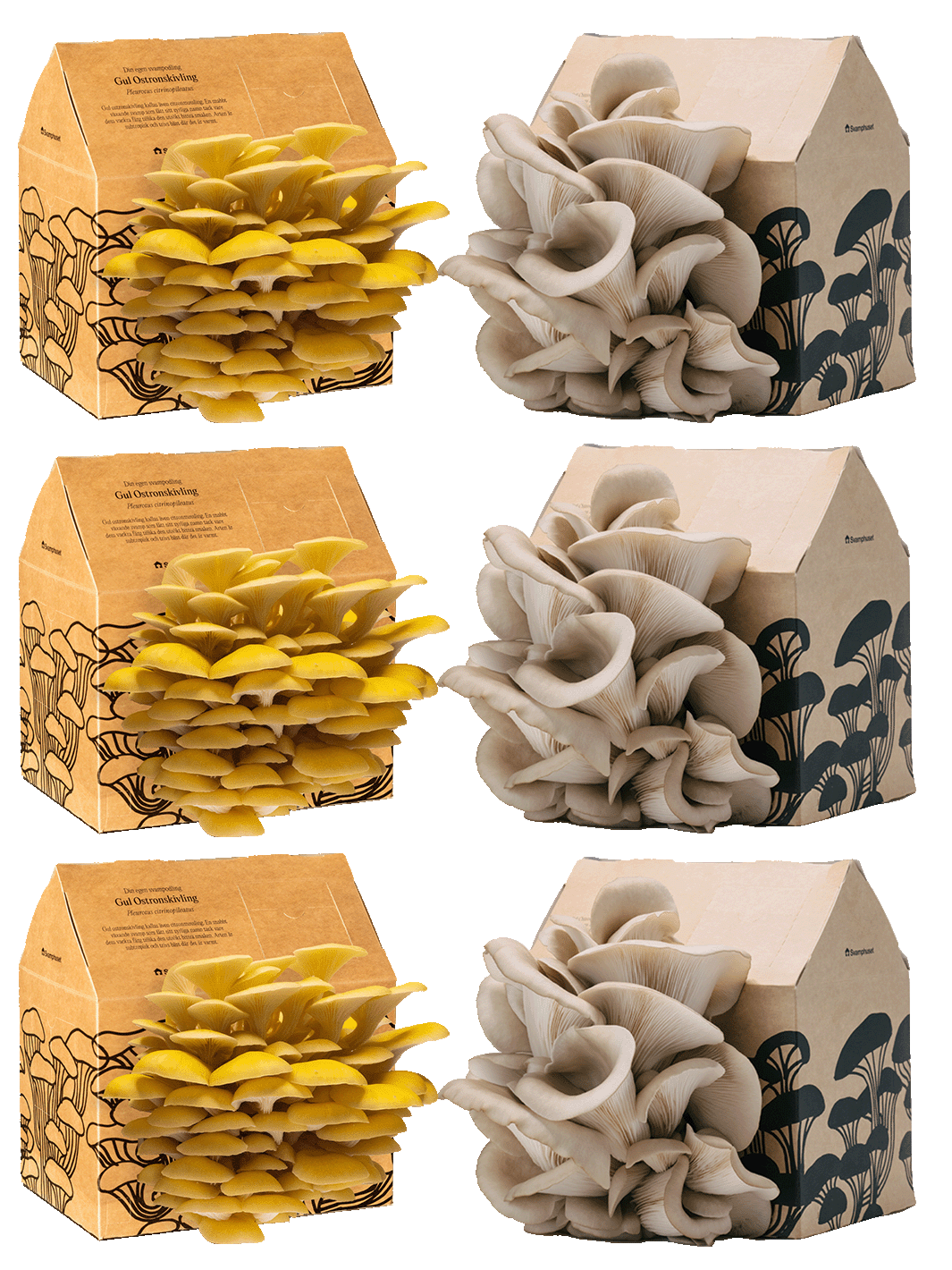 6 x Svamphus 30% Mängdrabatt Svamphus-kit Svamphuset Svamphus orginal