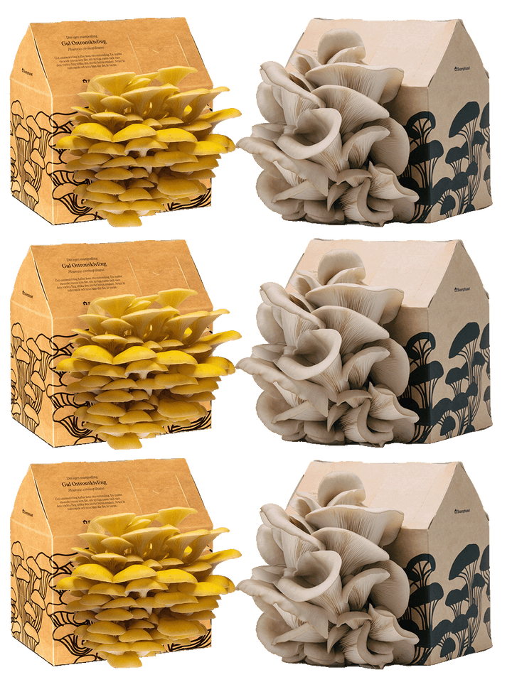 6 x Svamphus 30% Mängdrabatt Svamphus-kit Svamphuset Svamphus orginal