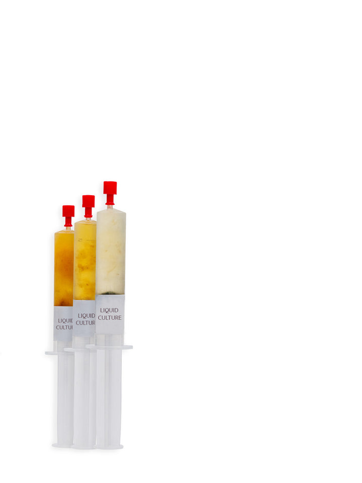 Champinjon (Agaricus bisporus var. bisporus) - Flytande Mycel Flytande Mycel (LC) Min butik