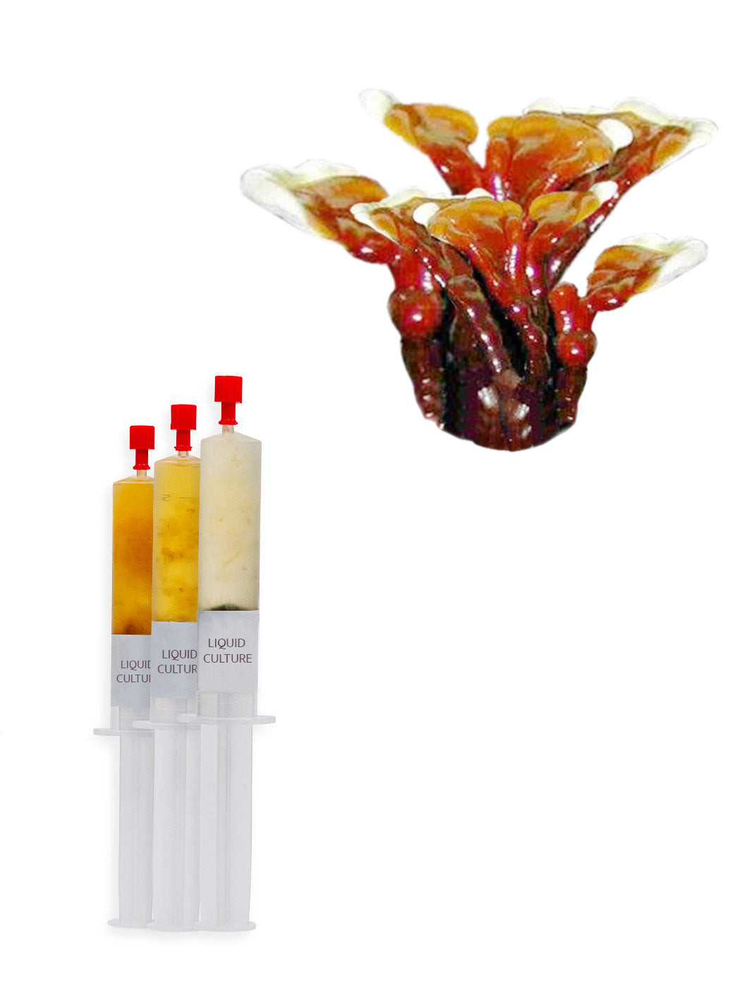 Lackticka (Reishi) - Flytande mycel (Ganoderma lucidum) Flytande Mycel (LC) Min butik