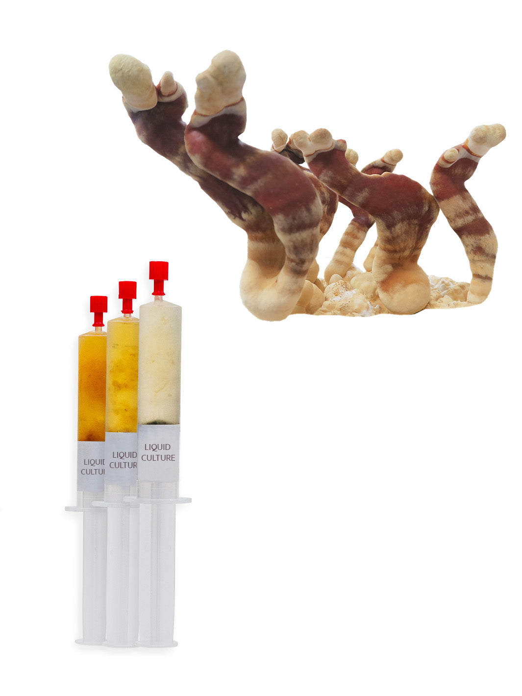 Ganoderma lingzhi - Flytande mycel Flytande Mycel (LC) Min butik