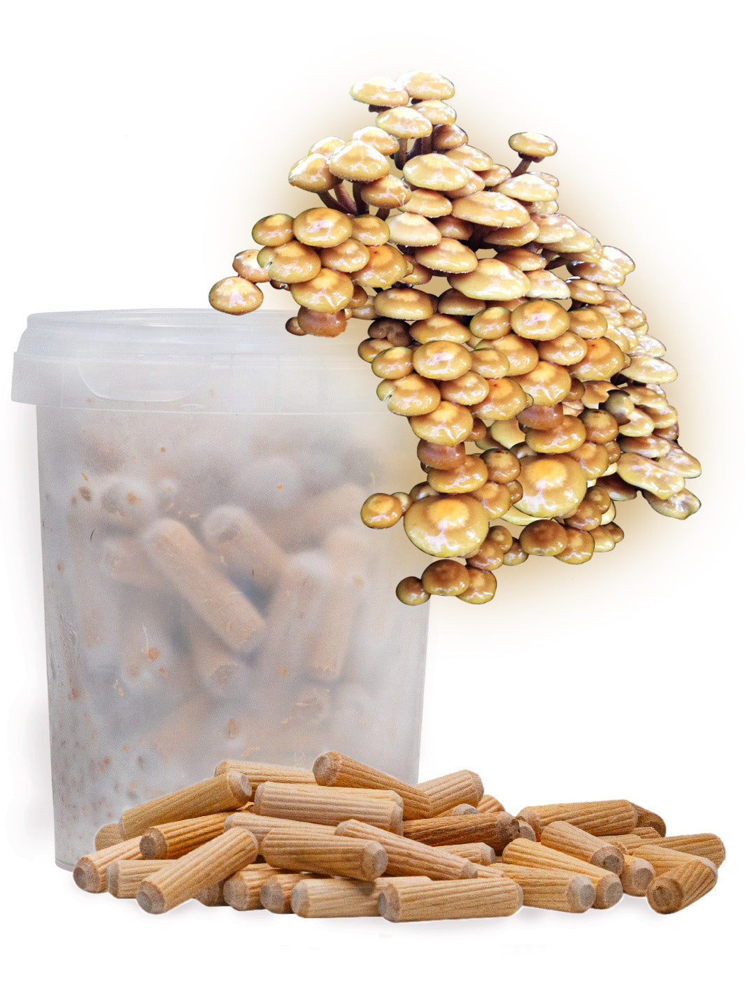 Föränderlig tofsskivling (kuehneromyces mutabilis) - Mycelplugg Mycelplugg Min butik