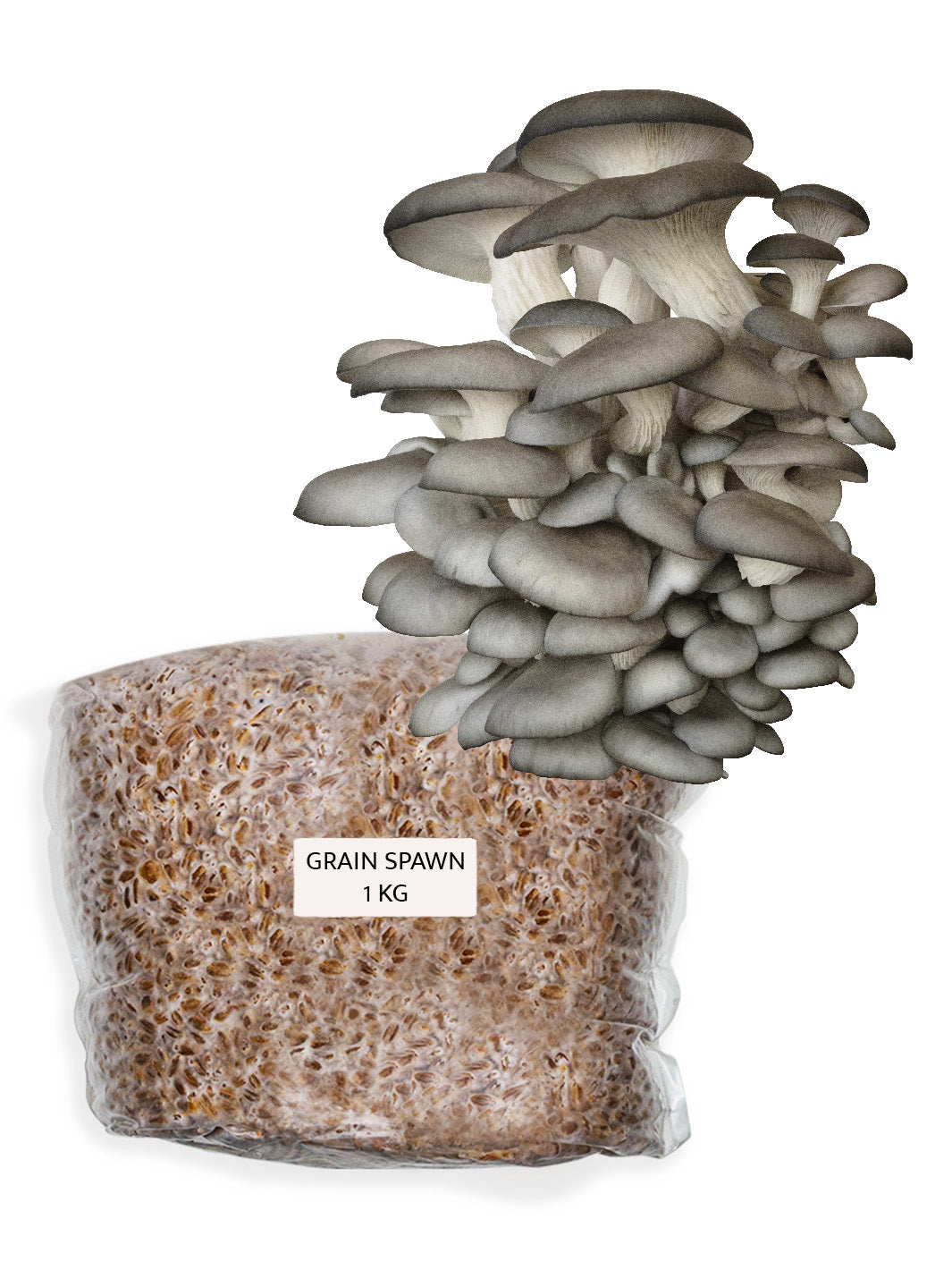 Grå Ostronskivling (Pleurotus ostreatus) - Grain Spawn Grain Spawn Svamphuset