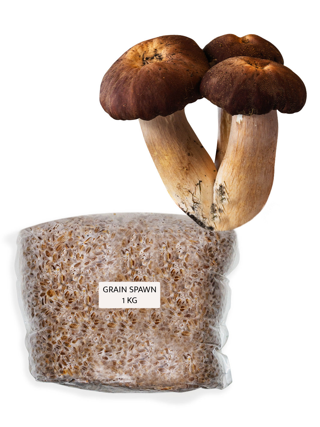 Jättekragskivling (Stropharia rugoso-annulata) - Grain Spawn 1 kg Grain Spawn Min butik   