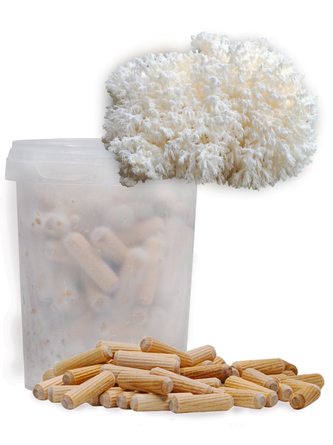 Koralltaggsvamp (Hericium coralloides) - Mycelplugg Mycelplugg Min butik