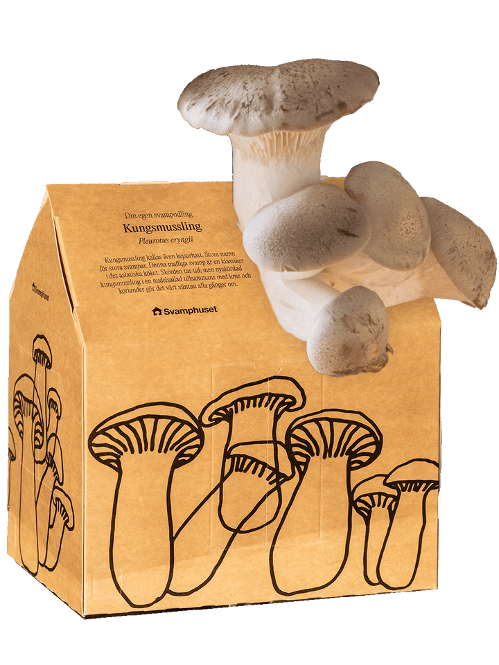 Svamphuset kungsmussling Svamphus Min butik Svamphuset Kungsmussling 2.0