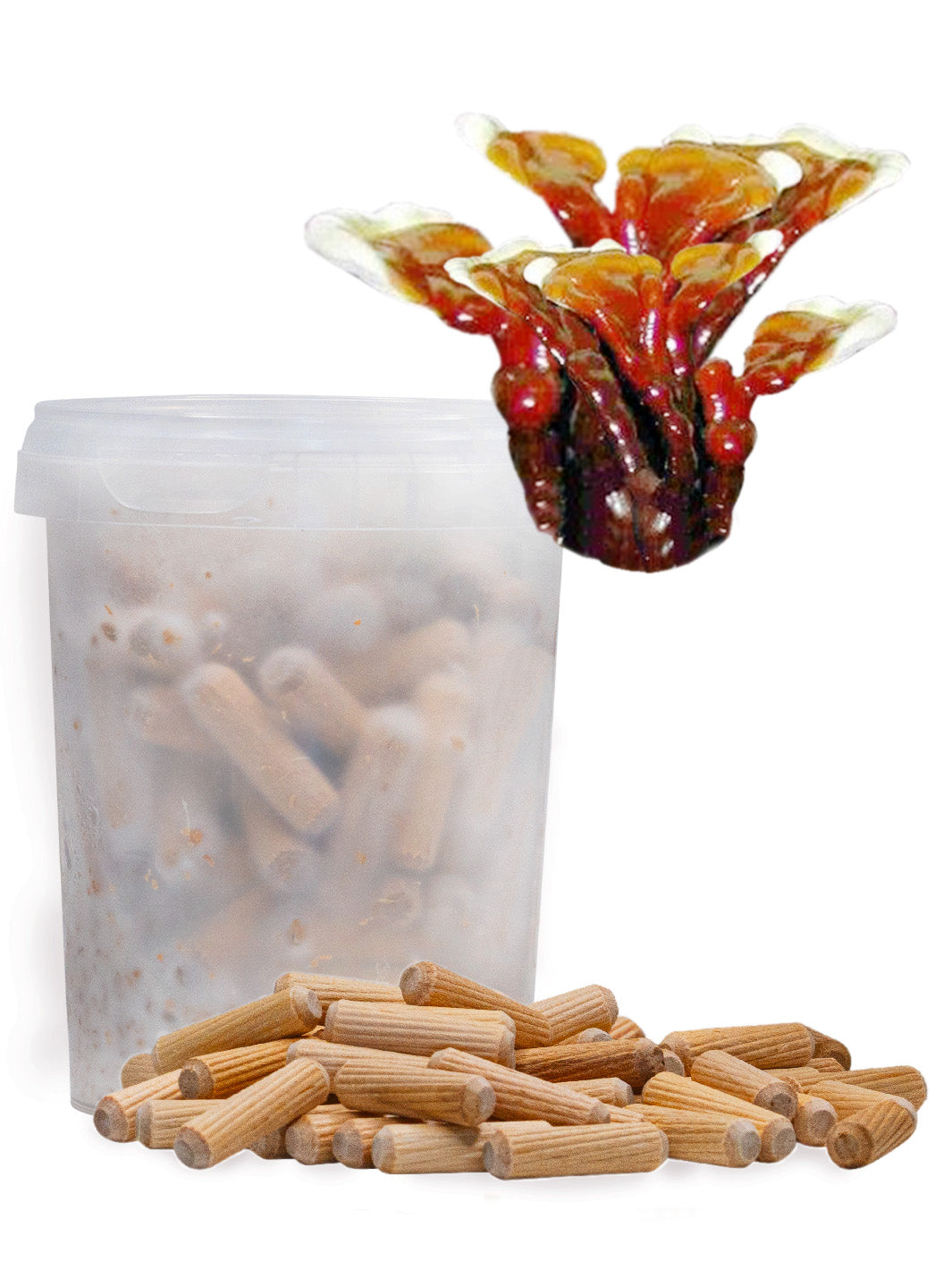 Lackticka (Reishi) - Mycelplugg (Ganoderma lucidum) Mycelplugg Min butik