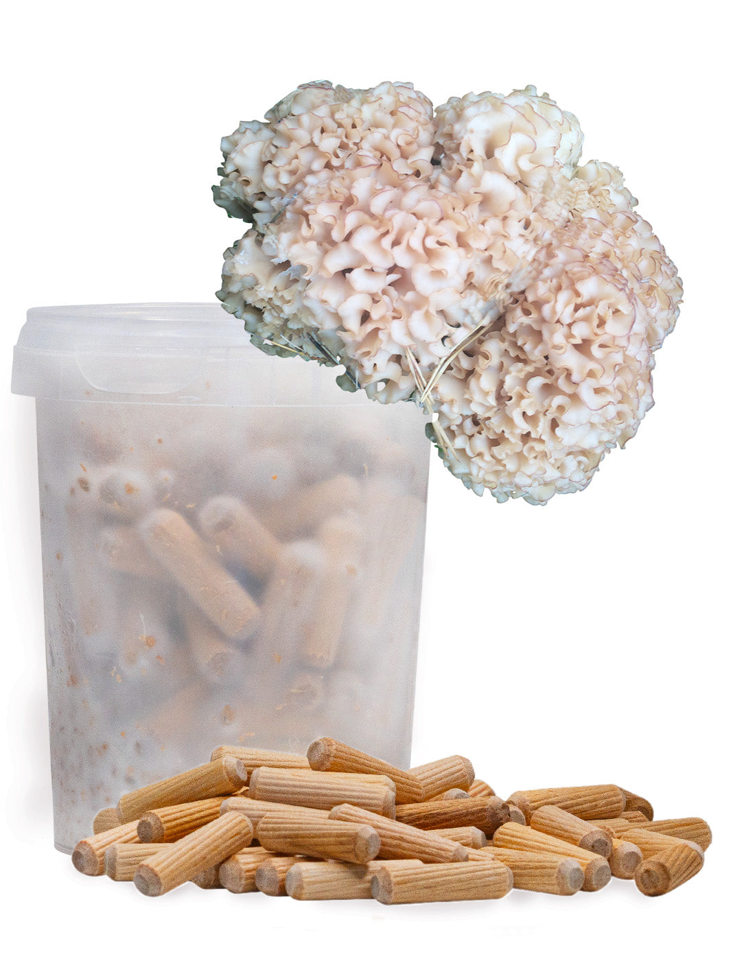 Blomkålssvamp (Sparassis crispa) - Mycelplugg Mycelplugg Min butik