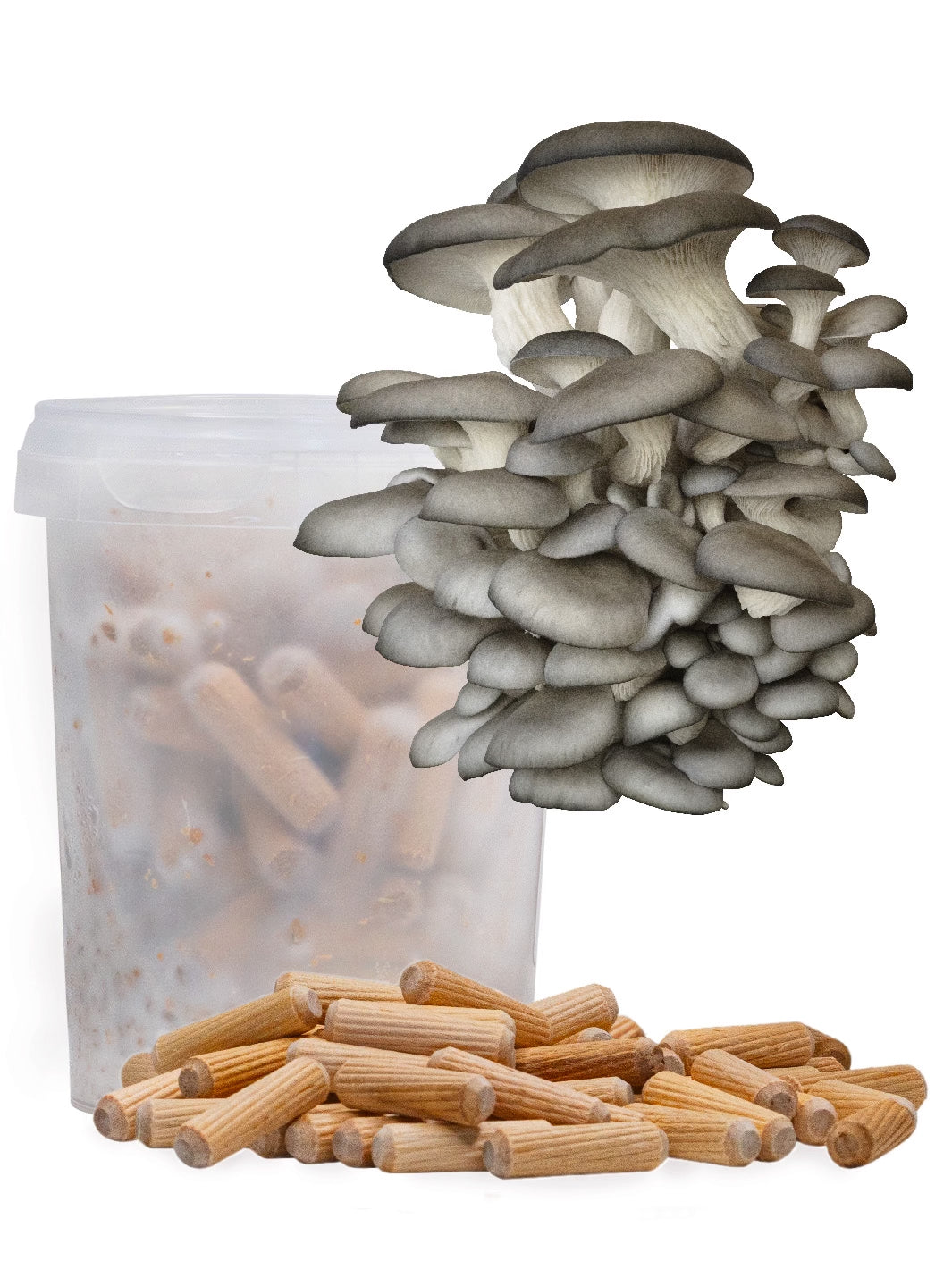 Grå ostronskivling (Pleurotus ostreatus) - Mycelplugg Mycelplugg Min butik