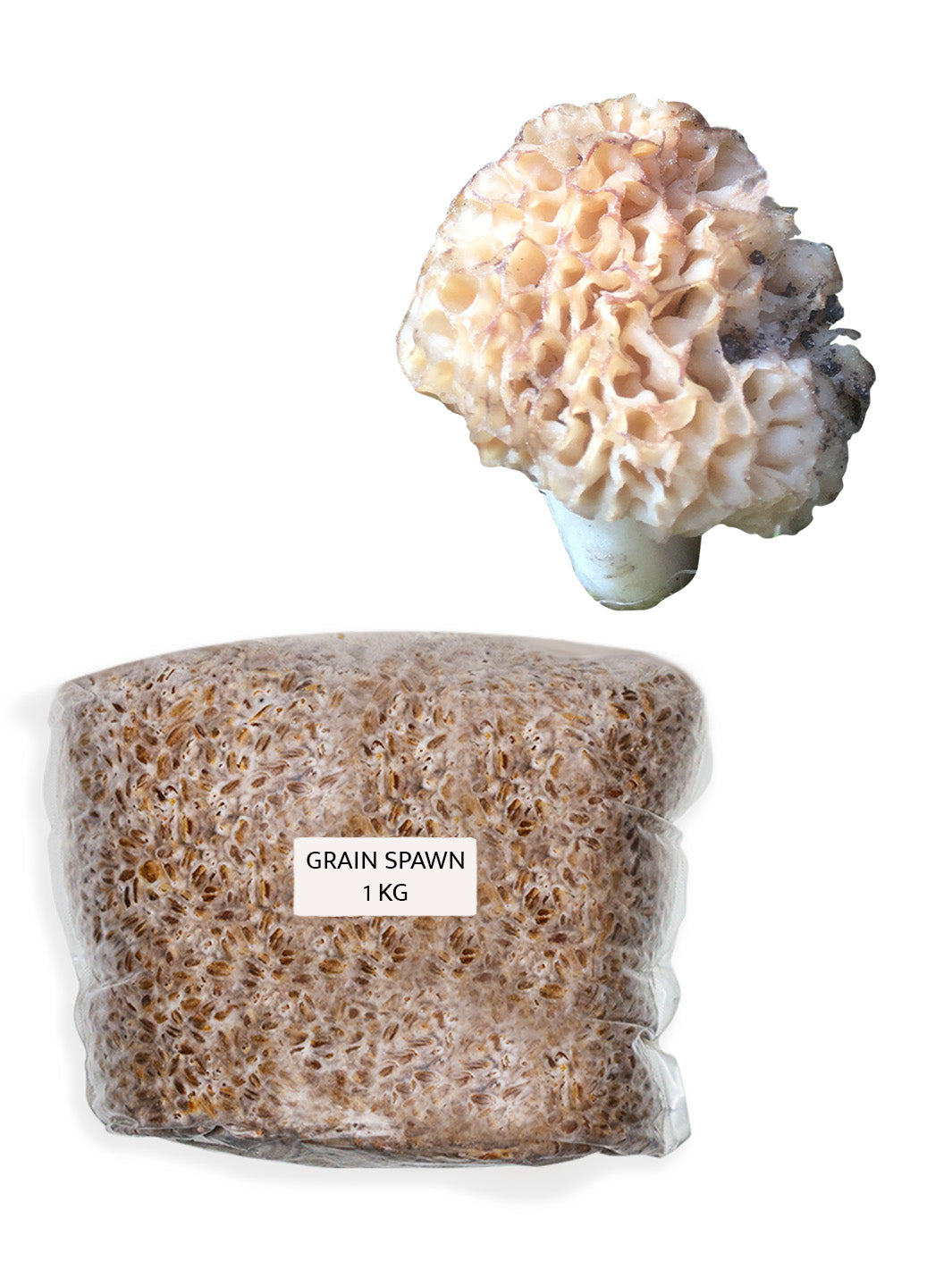 Rund toppmurkla - Grain Spawn (Morchella esculenta) Grain Spawn Min butik