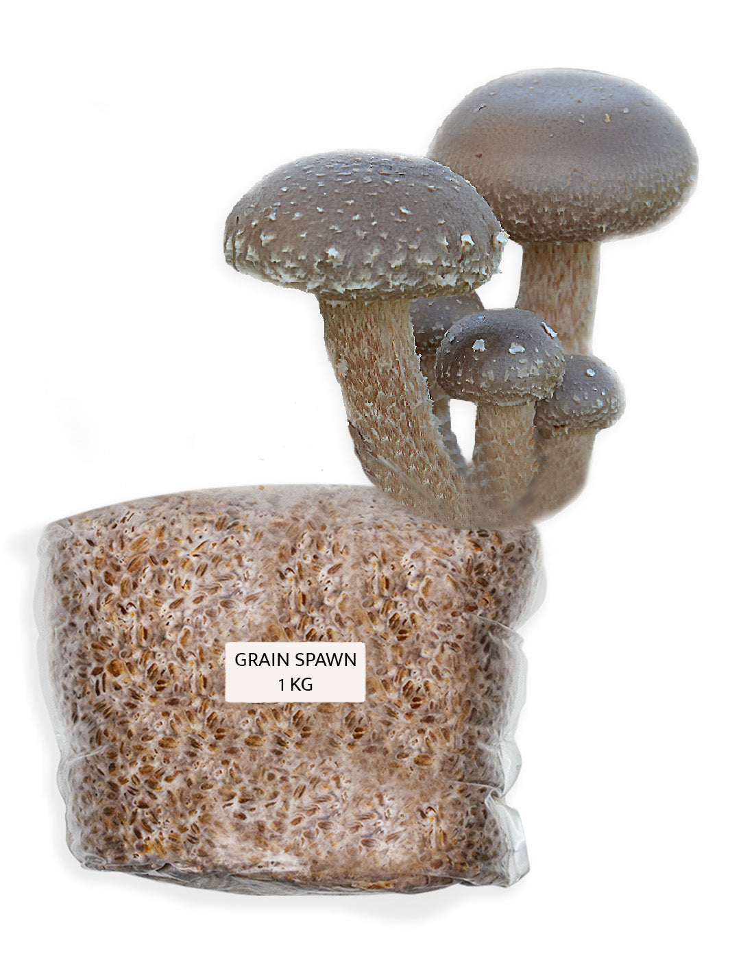 Shiitake (Lentinula Edodes) - Grain Spawn Grain Spawn Svamphuset   