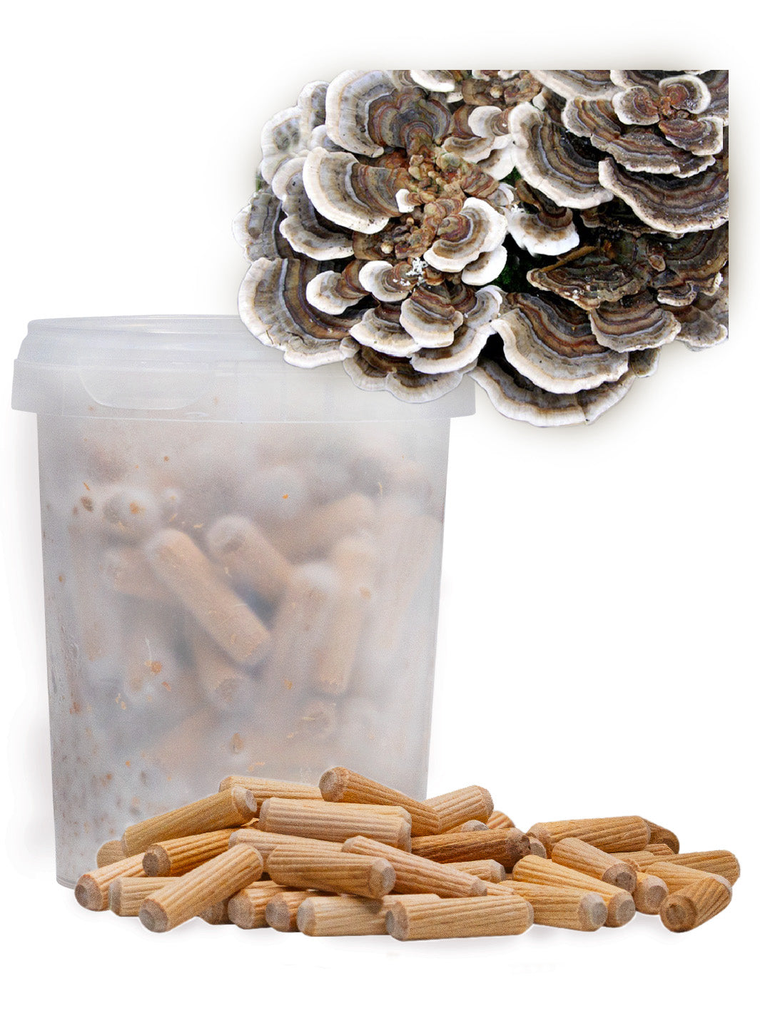 Sidenticka (Turkey tail) - Mycelplugg (Trametes versicolor) Mycelplugg Min butik