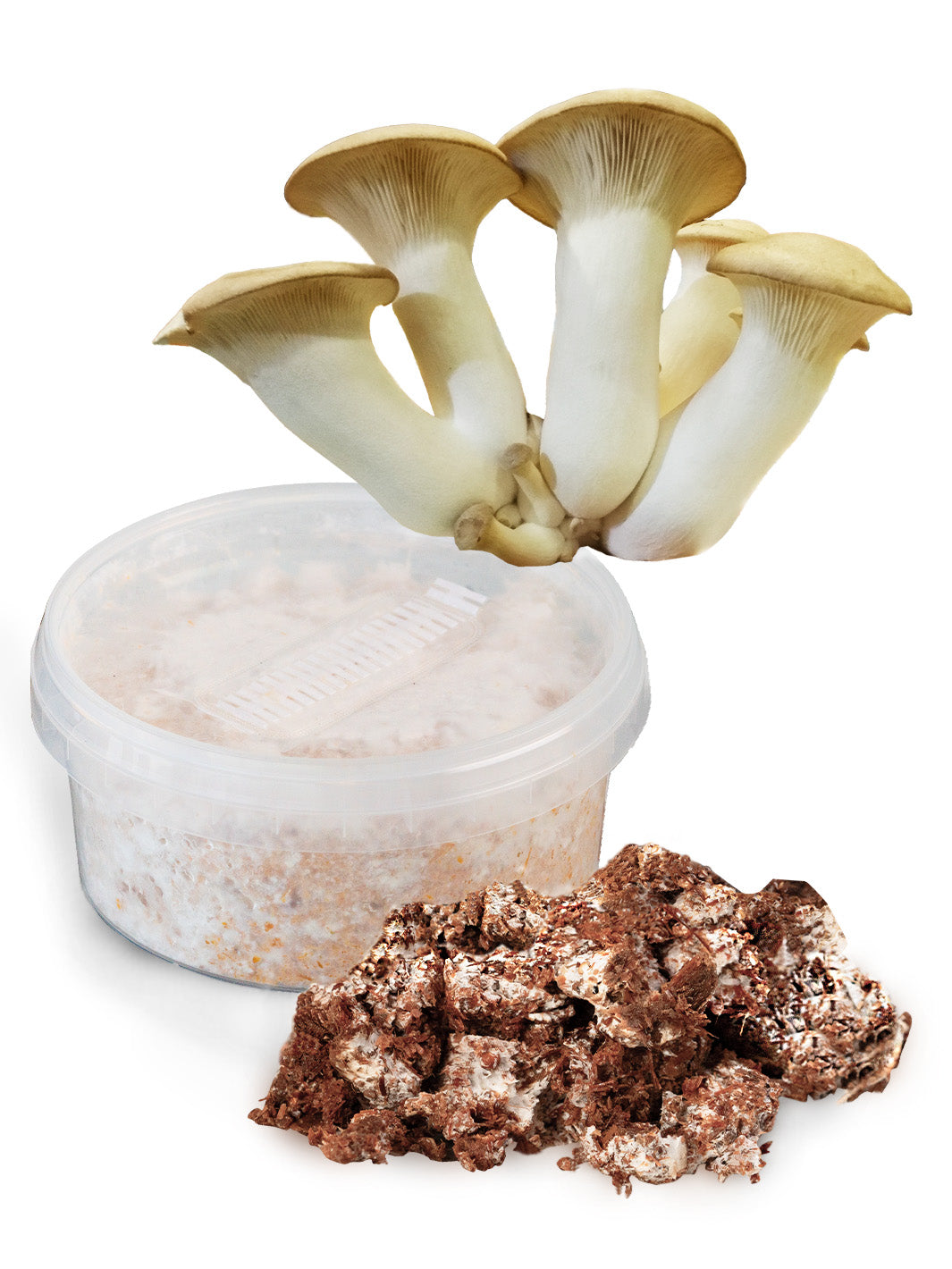 Kungsmussling (Pleurotus eryngii) - Snabbväxande mycel Snabbväxande mycel Min butik