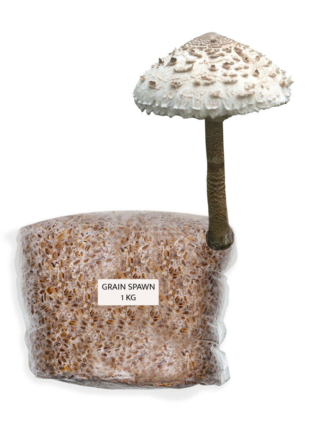 Stolt fjällskivling - Grain Spawn 1-5 kg (Macrolepiota procera) Grain Spawn Min butik