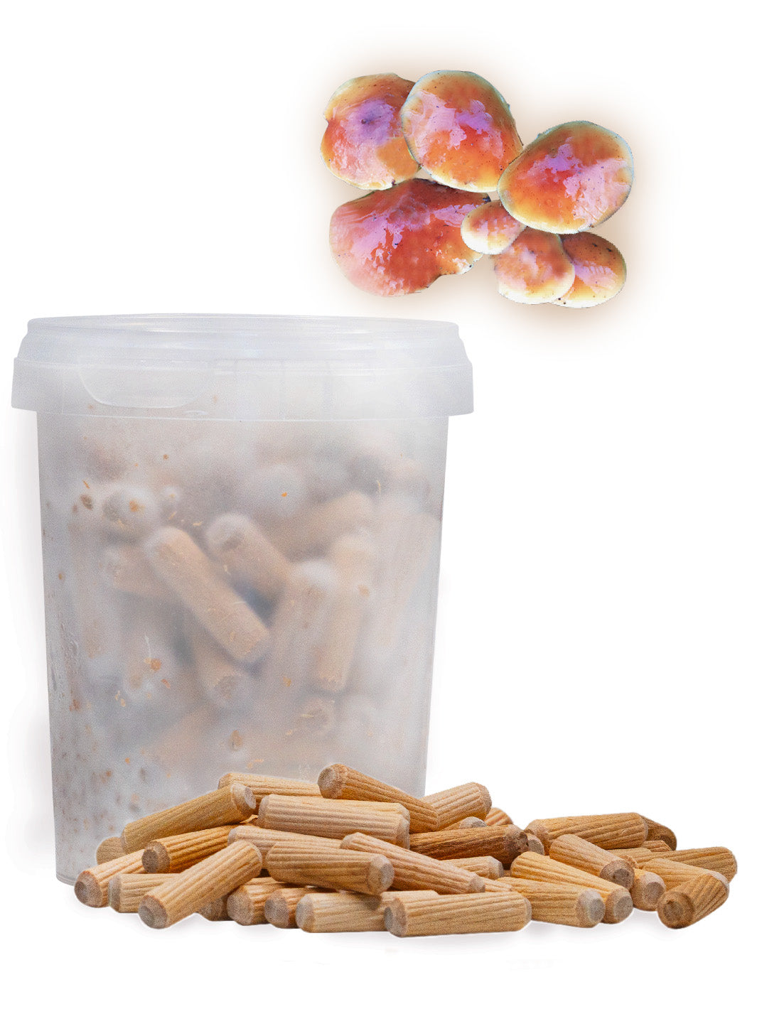 Vinterskivling - Mycelplugg (Flammulina velutipes) Mycelplugg Min butik