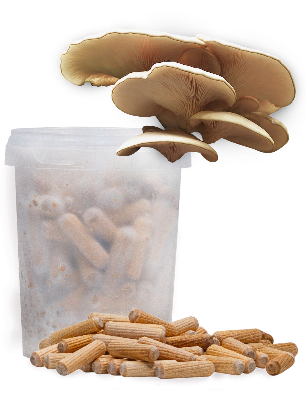 Blek ostronskivling (Pleurotus pulmonarius) - Mycelplugg Mycelplugg Min butik   