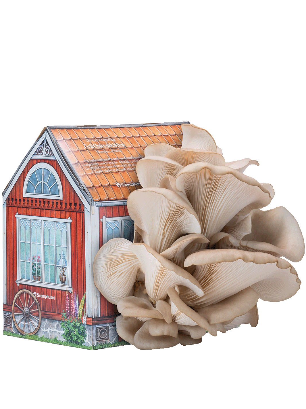 Svamphuset grå ostronskivling Svamphus Min butik Svamphuset grå ostronskivling