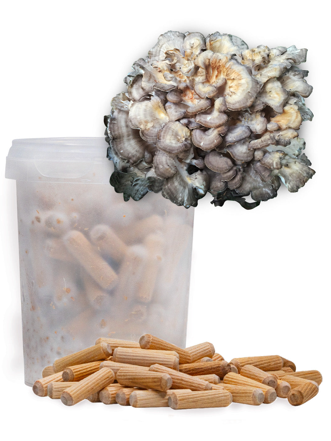 Korallticka (Grifola frondosa) - Mycelplugg Mycelplugg Min butik