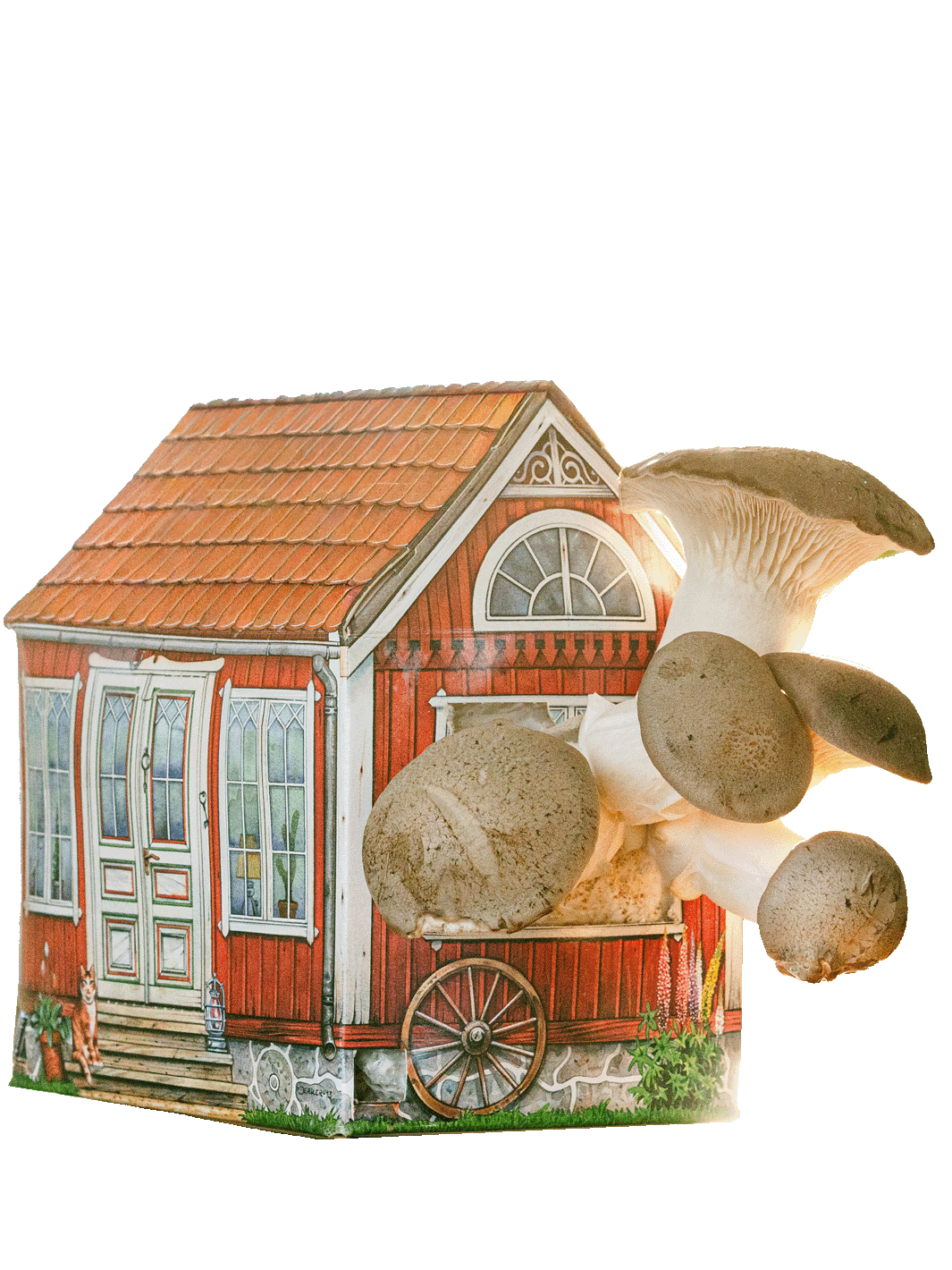 Svamphuset kungsmussling Svamphus Min butik Svamphuset Kungsmussling