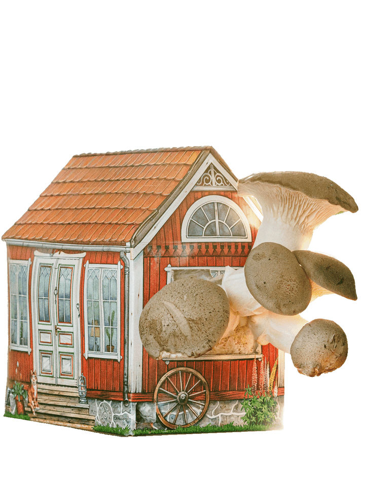 Svamphuset kungsmussling Svamphus Min butik Svamphuset Kungsmussling