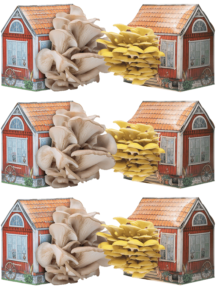 6 x Svamphus 30% Mängdrabatt Svamphus-kit Svamphuset Svamphus