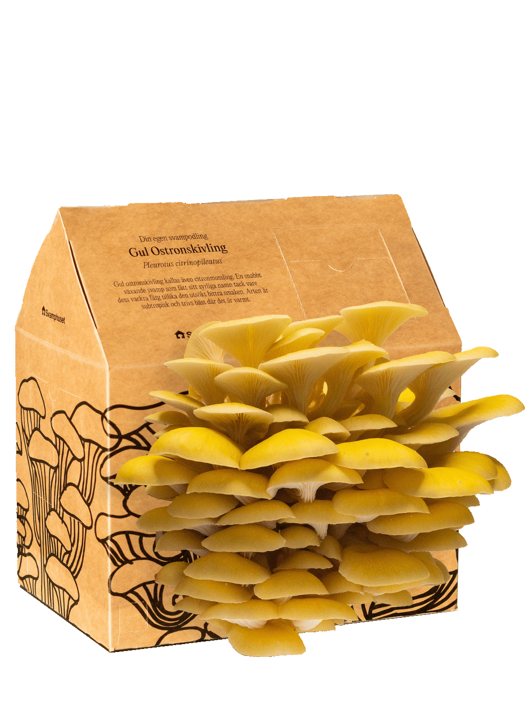 Svamphuset gul ostronskivling i kartongförpackning med naturliga färger