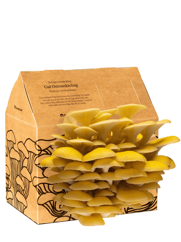 Svamphuset gul ostronskivling i kartongförpackning med naturliga färger