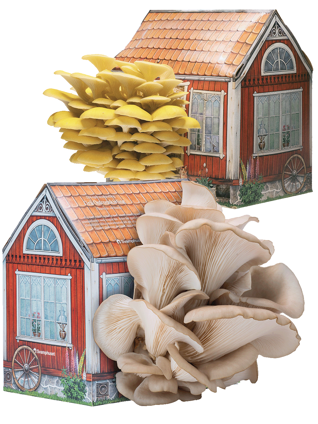 2 x Svamphus 10% Mängdrabatt Svamphus-kit Svamphuset Svamphus orginal