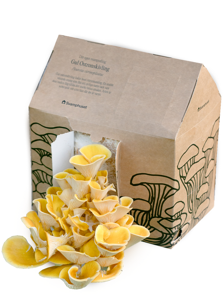 Svamphuset gul ostronskivling Svamphus Min butik