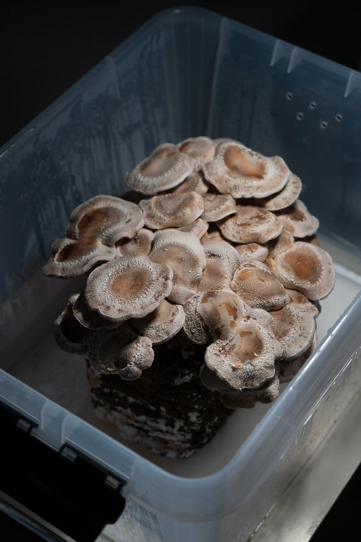 Shiitake - Färdigt odlingsblock (Lentinula edodes) Färdigt Odlingsblock Min butik
