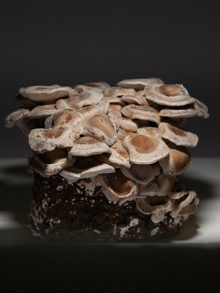 Shiitake - Färdigt odlingsblock (Lentinula edodes) Färdigt Odlingsblock Min butik 1 st odlingsblock