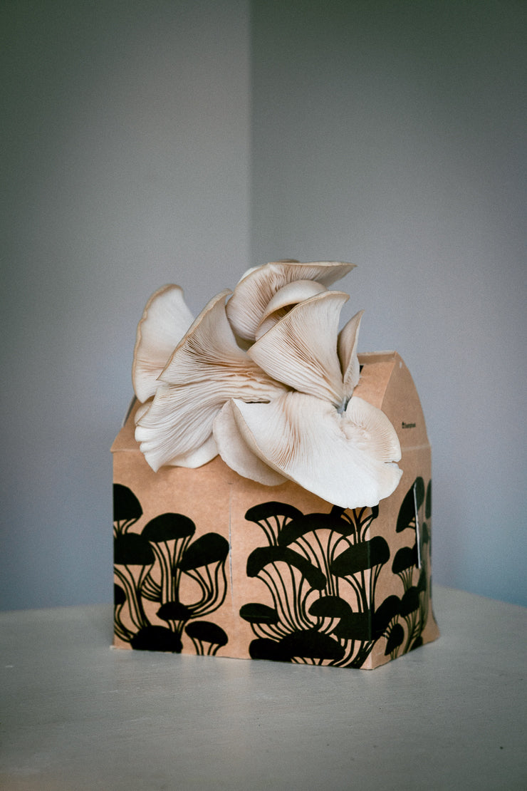 Svamphuset grå ostronskivling Svamphus Min butik