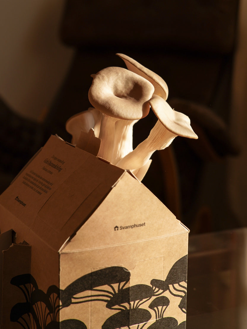 Svamphuset grå ostronskivling Svamphus Min butik