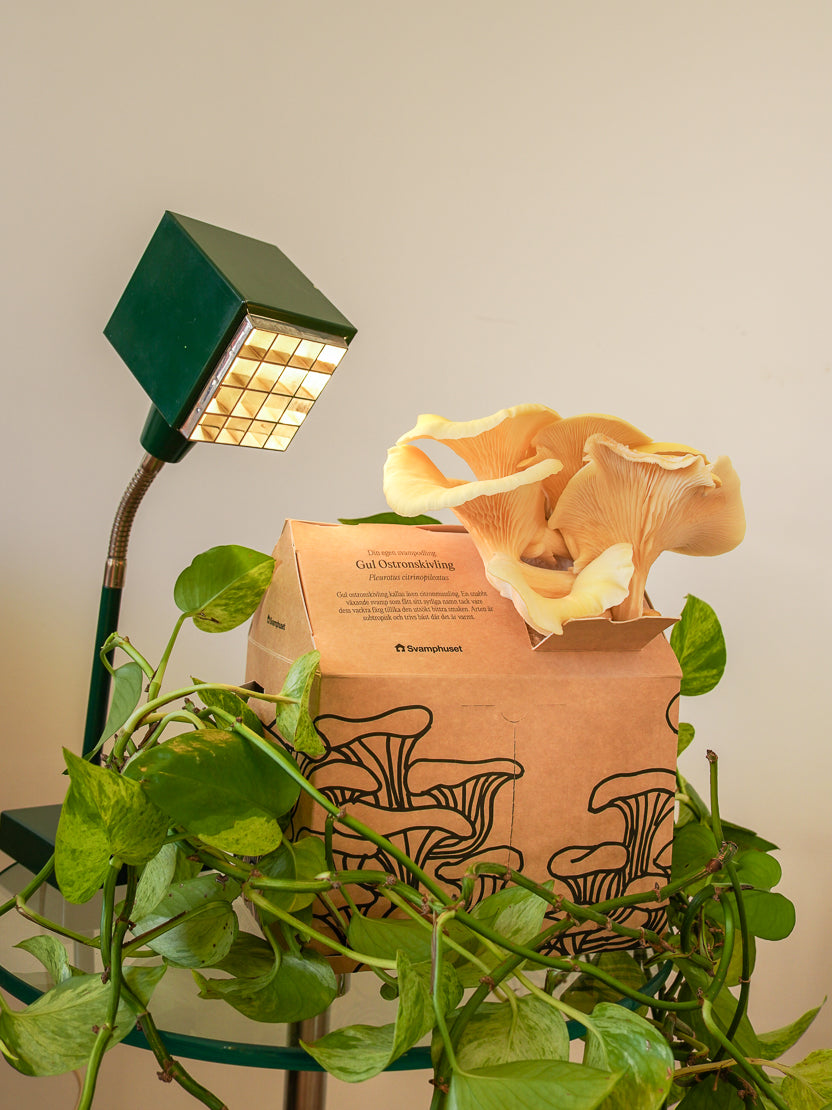 Svamphuset gul ostronskivling Svamphus Min butik Svamphuset Gul ostronskivling 2.0