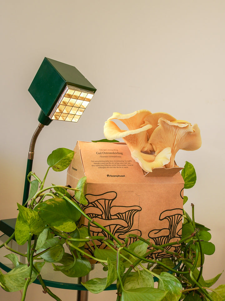 Svamphuset gul ostronskivling Svamphus Min butik Svamphuset Gul ostronskivling 2.0