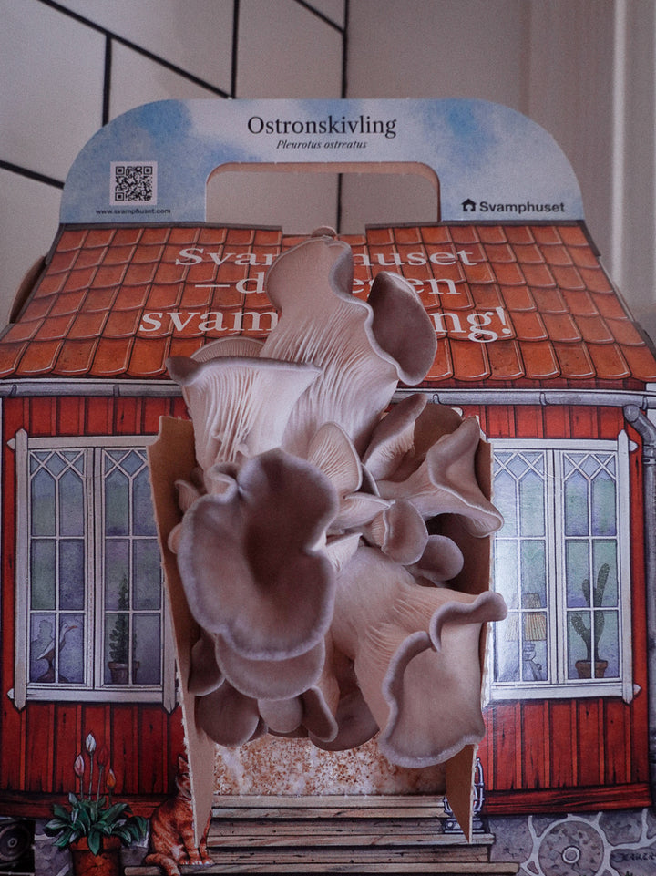 Svamphuset grå ostronskivling Svamphus Min butik