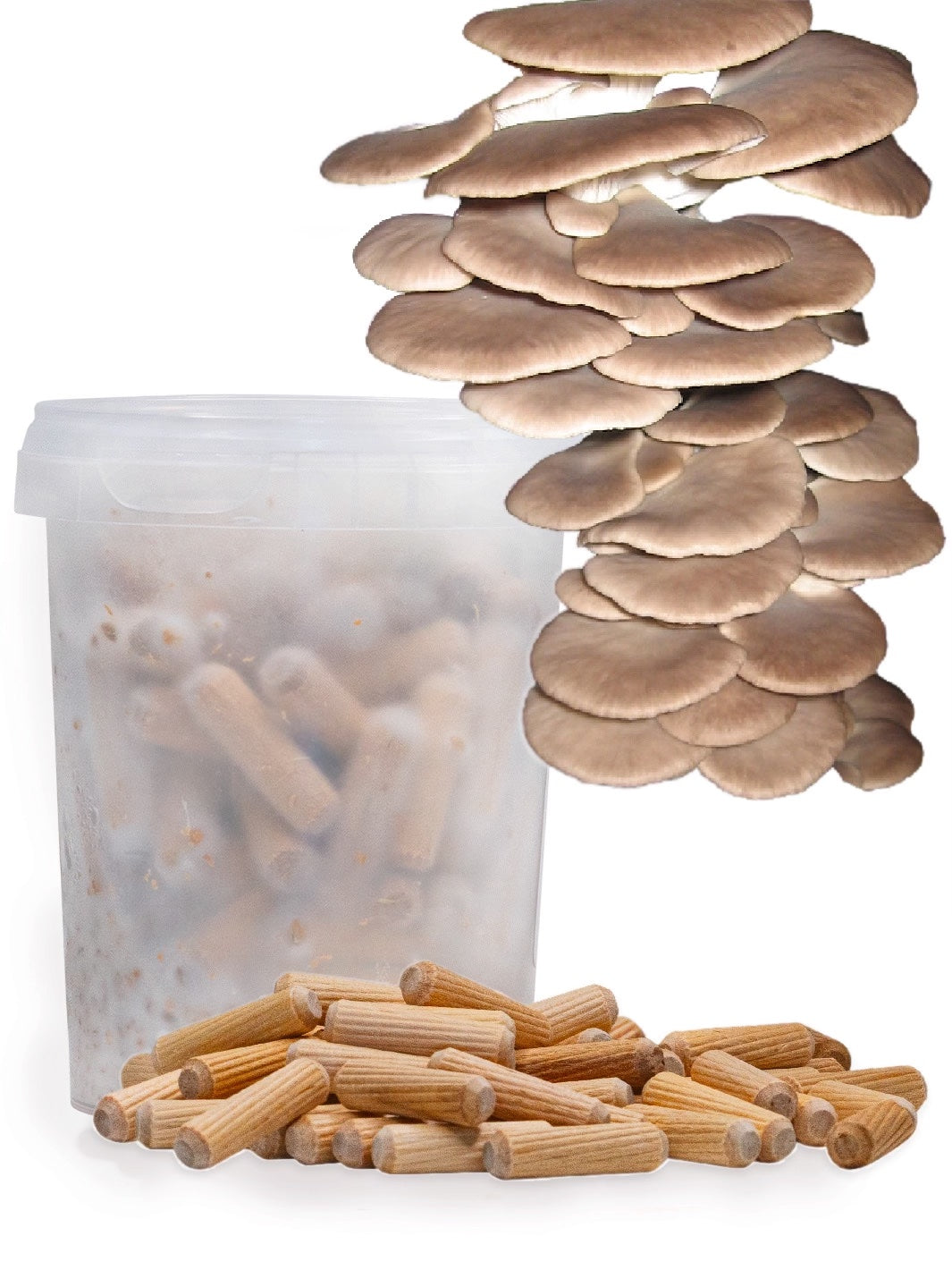 Blågrå ostronskivling (Pleurotus ostreatus) - Mycelplugg Mycelplugg Min butik