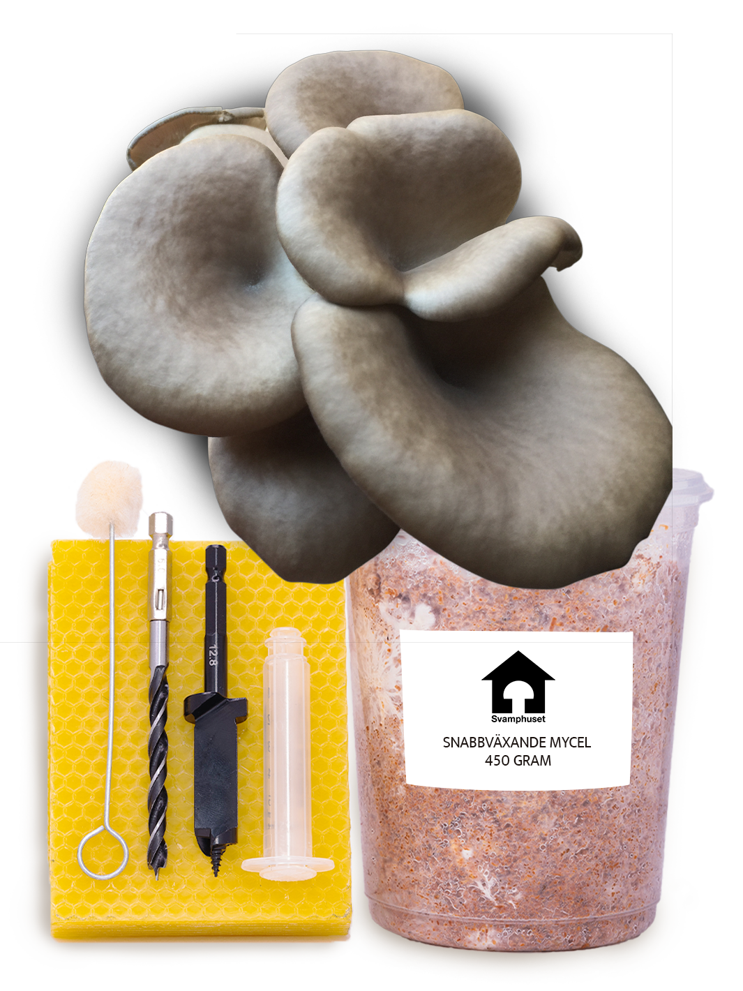Chokladbrun ostronskivling - Stockodlings-kit (Pleurotus pulmonarius) Stockodlingskit Snabbväxande Min butik   