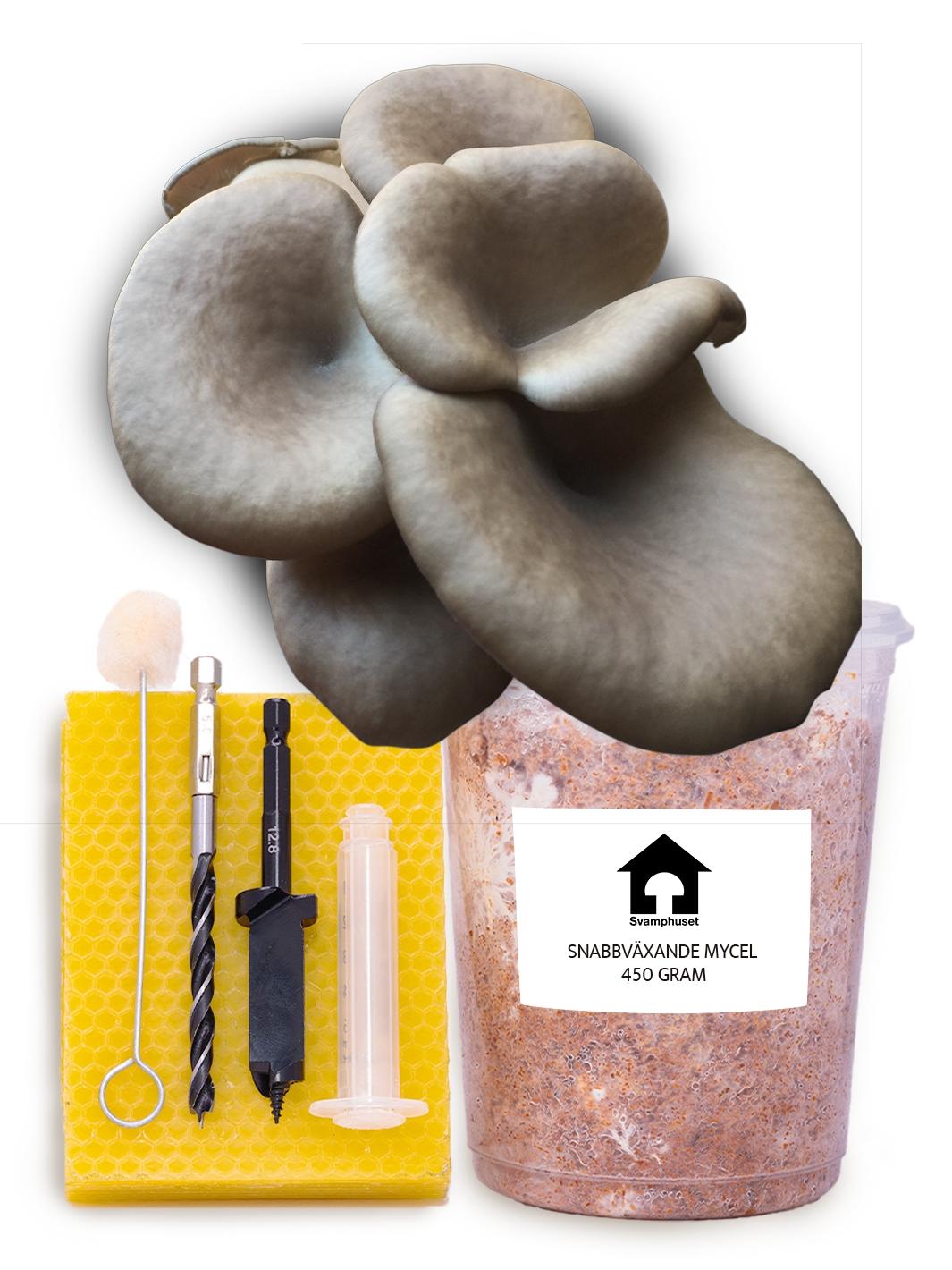 Chokladbrun ostronskivling - Stockodlings-kit (Pleurotus pulmonarius) Stockodlingskit Snabbväxande Min butik