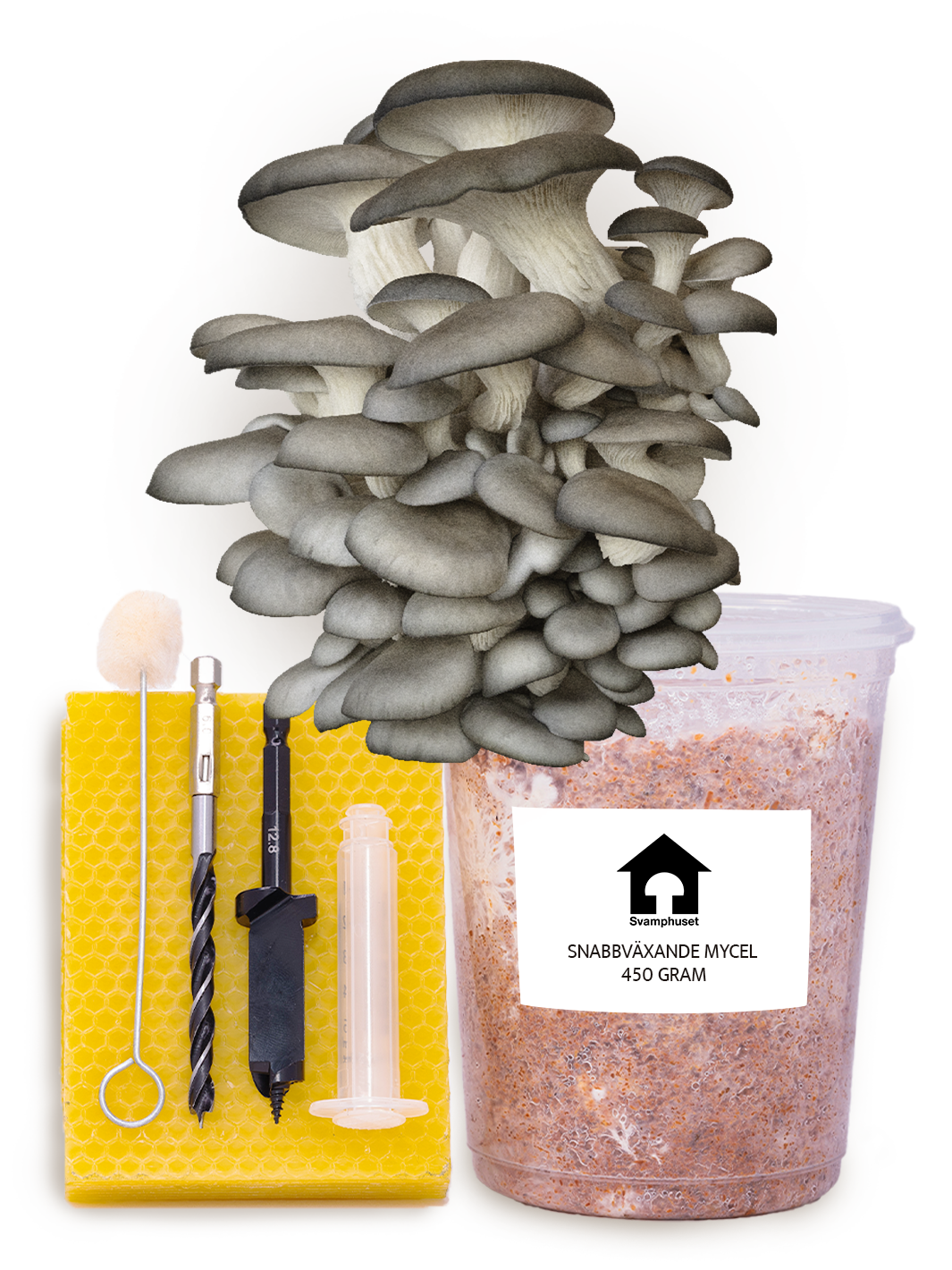 Ostronskivling - Stockodlings-kit (Pleurotus ostreatus) Stockodlingskit Snabbväxande Min butik