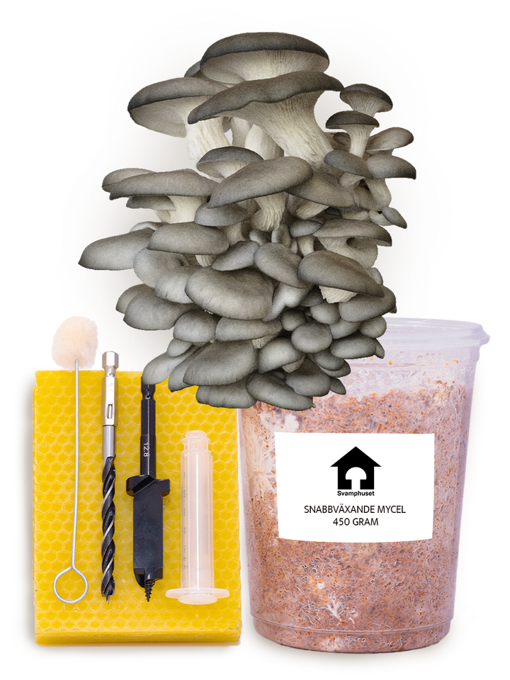 Ostronskivling - Stockodlings-kit (Pleurotus ostreatus) Stockodlingskit Snabbväxande Min butik