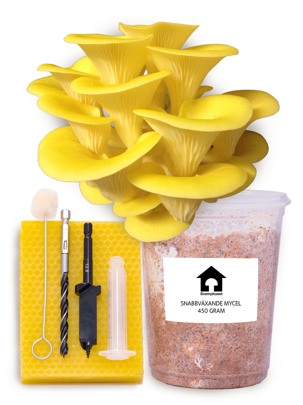 Gul ostronskivling - Stockodlings-kit (Pleurotus citrinopileatus) Stockodlingskit Snabbväxande Min butik   