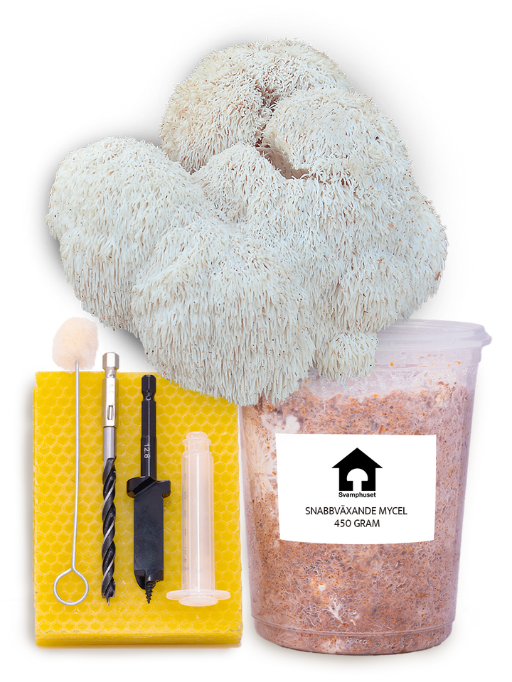 Igelkottstaggsvamp (Lions Mane) - Stockodlings-kit (Hericium erinaceus) Stockodlingskit Snabbväxande Min butik