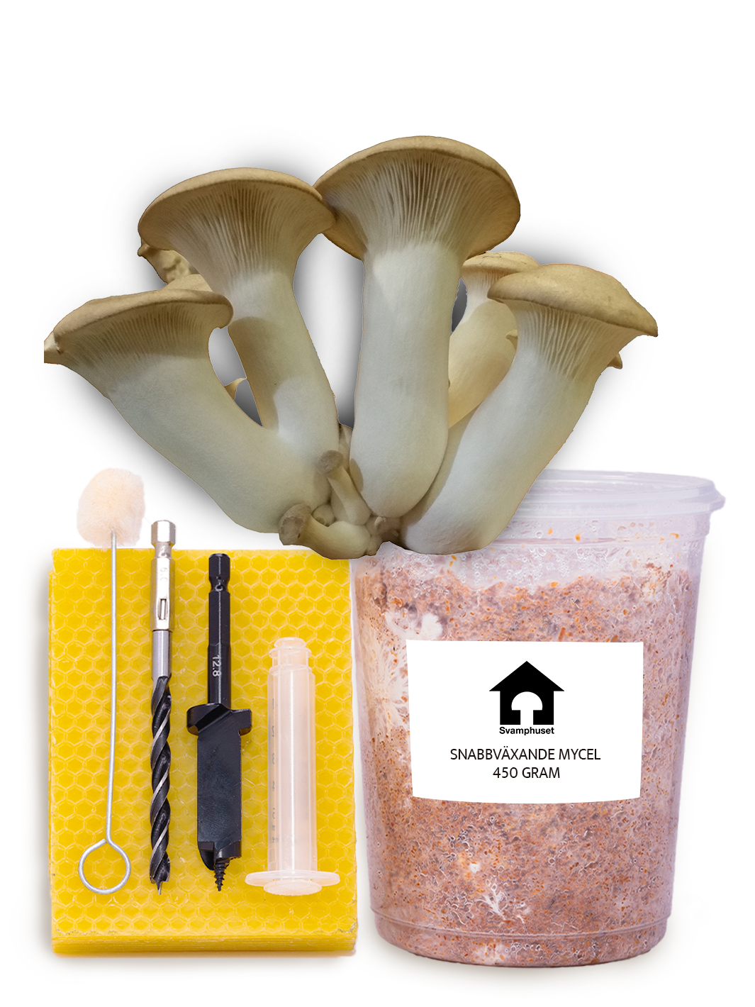 Kungsmussling - Stockodlings-kit (Pleurotus eryngii) Stockodlingskit Snabbväxande Min butik